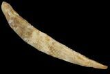 Fossil Shark (Hybodus) Dorsal Spine - Morocco #145369-1
